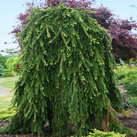 Weeping Norway Spruce 10gal