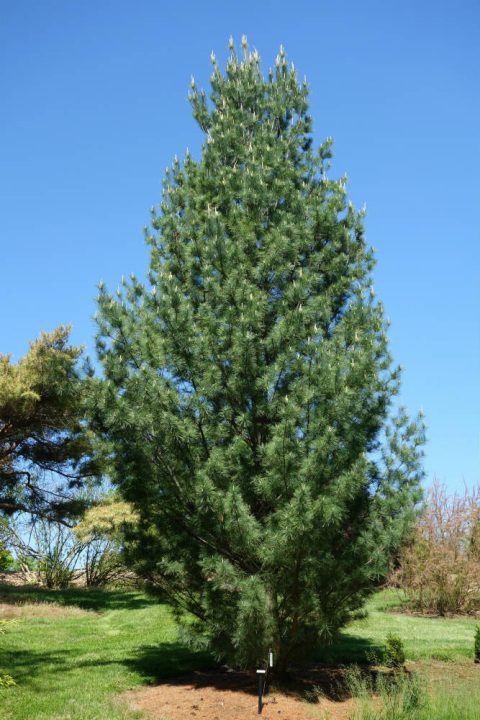 White Pine Strobus 7gal
