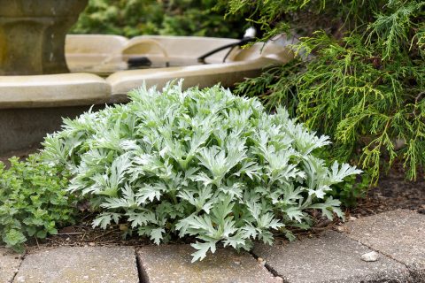 artemisia silver lining 1gal
