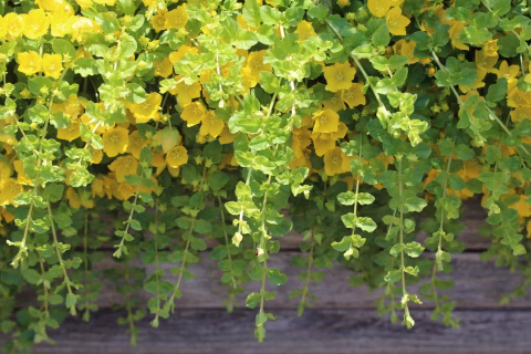 creeping jenny 1quart