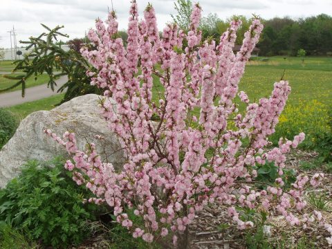 dwarf flowering pink almond  5gal