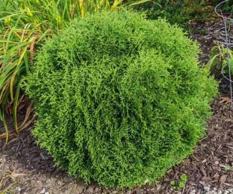 hertz midget cedar shrub 3gal