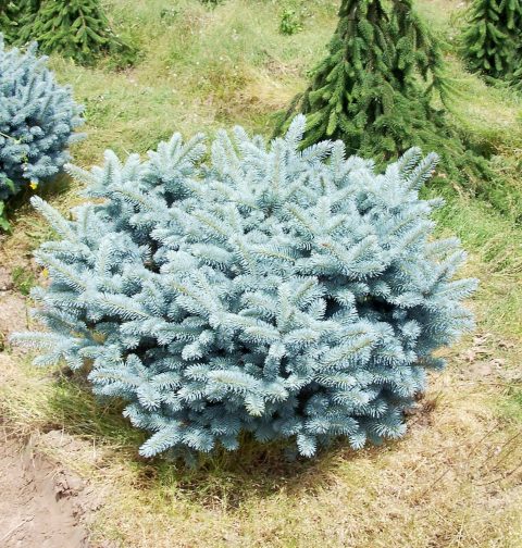 picea pungens glauca globe blue spruce 5gal