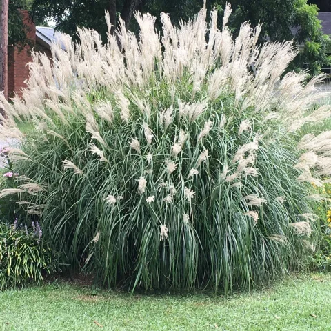 adiago grass 5gal