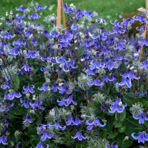 Clematis stand by me 2gal
