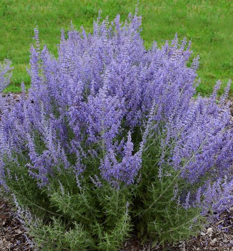 Denim 'n Lace Russian Sage 1gal