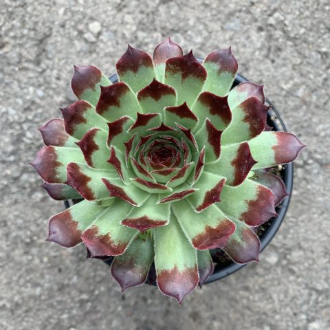 Hens and chicks mint marvel 1gal
