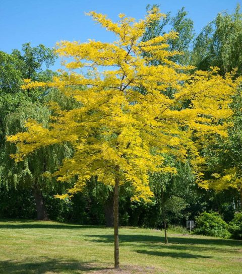 Sunburst Honey Locust 15gal