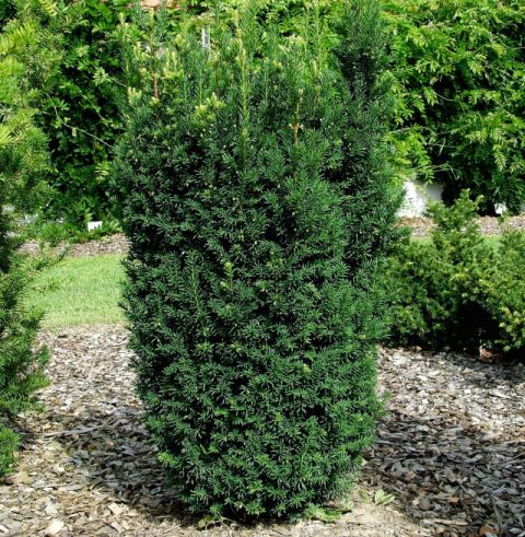 Taxus 'Hillii' 100cm