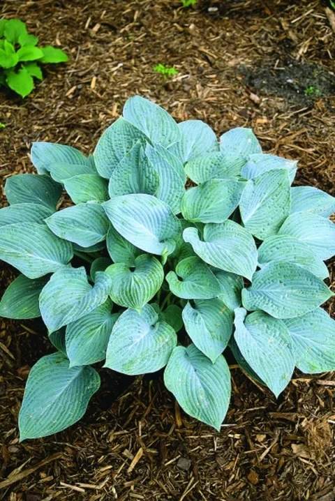 blue hawaii hosta 1gal