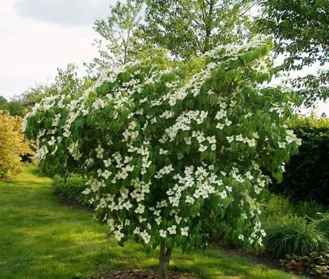 chinese dogwood 175cm