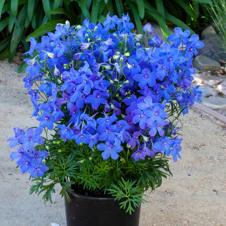 delphinium hunky dory blue 1gal