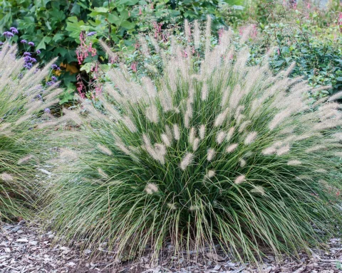 hameln grass 5gal