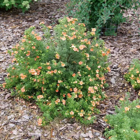 happy face orange potentilla 2gal