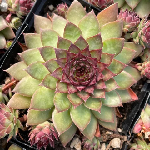 hens and chicks pineapple paradise 1gal