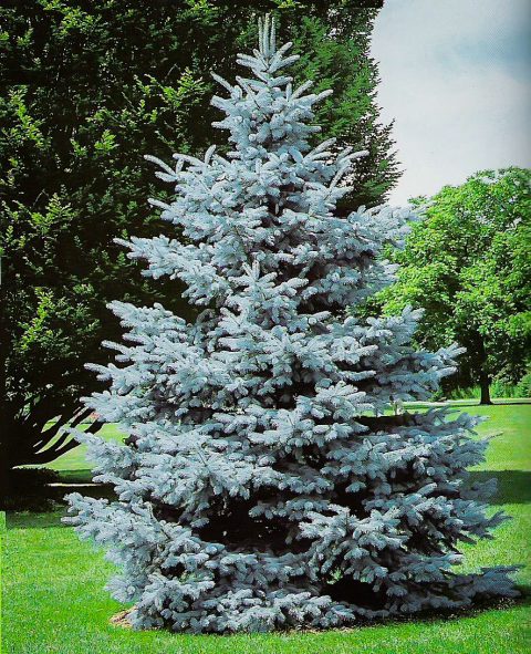 Colorado Blue Spruce 400cm