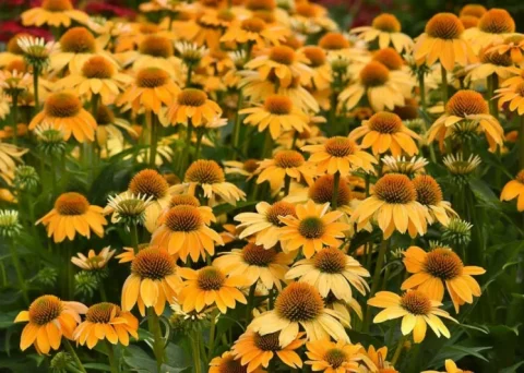 Coneflower Guatemala #1