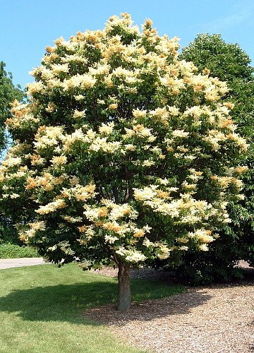 Ivory Silk Lilac - wb