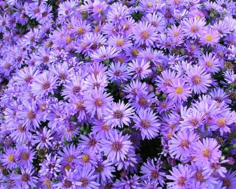 Aster Wood's Purple #1