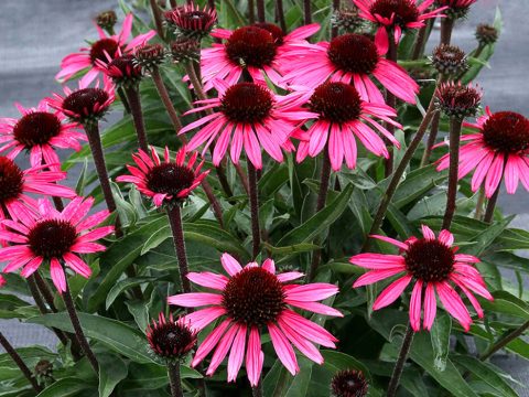 Echinacea Wicked #1 Coneflower