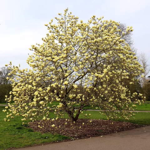 Elizabeth Magnolia 175cm Cont/B&B