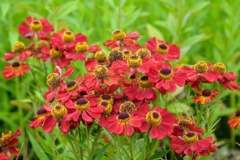 Helenium HayDay Red #2