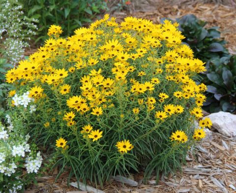 Helianthus Autumn Gold #2