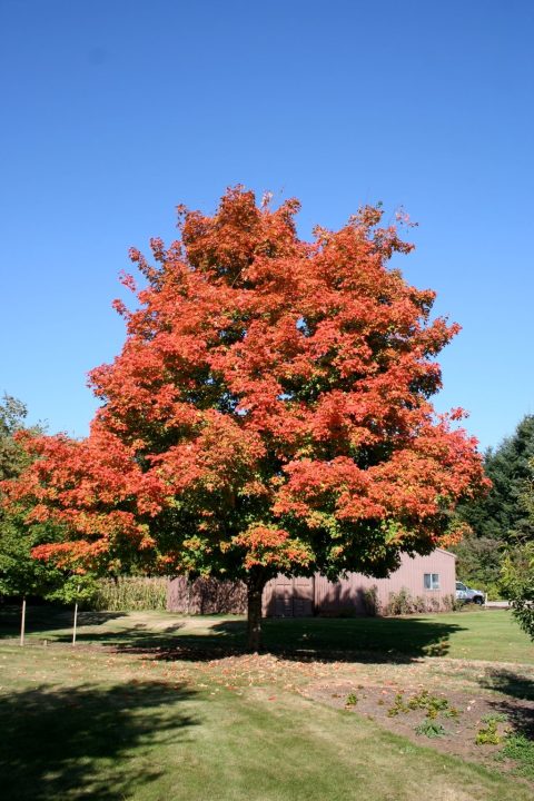 Sugar Maple 50mm WB