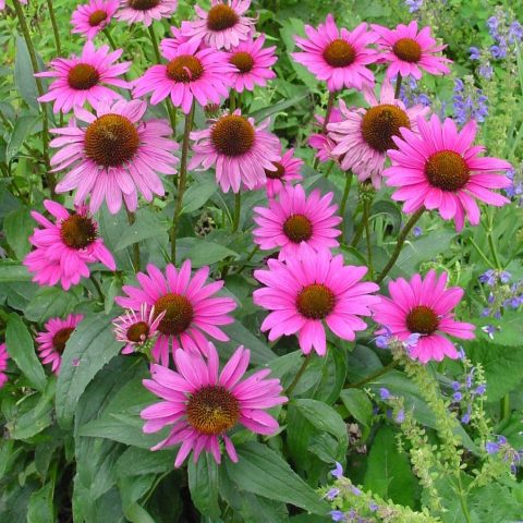 Echinacea 'Ruby Star' Coneflower #1