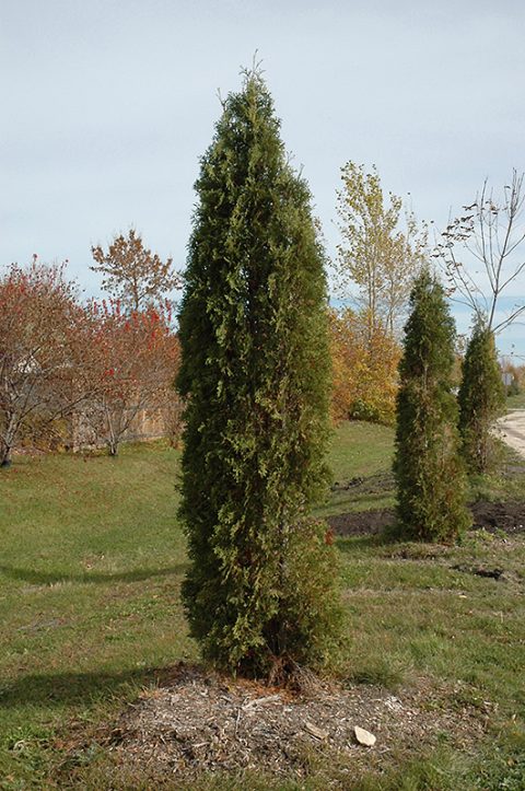 Skybound Cedar #10