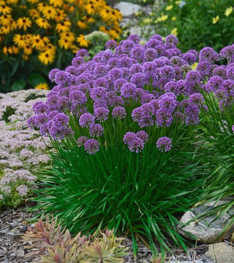 Allium  'Millenium'