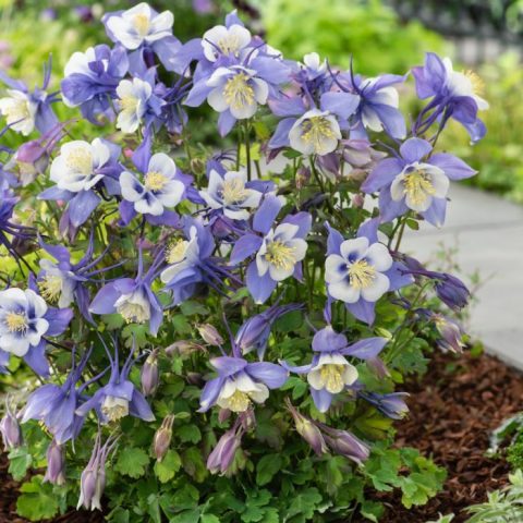 Aquilegia Early Bird Blue and White #1