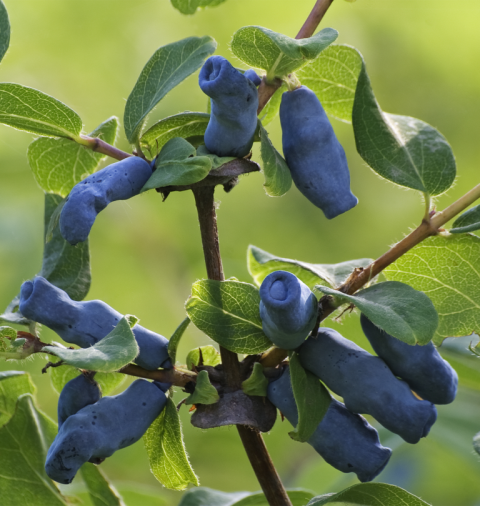 'Aurora Haskap' (Honeyberry)  #1W