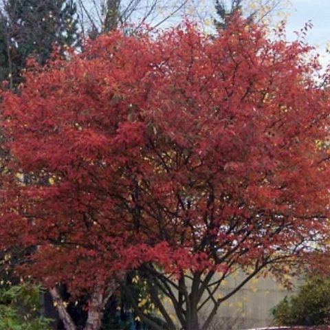 Autumn Brilliance Serviceberry #15W