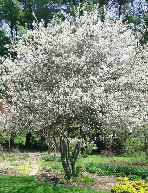 Autumn Brilliance Serviceberry Multi Stem #10H