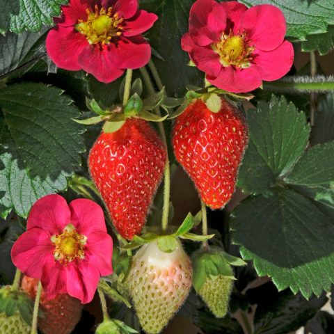 Berries Galore Strawberry #1W