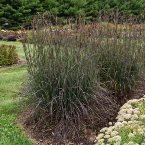 Black Hawks Big Bluestem