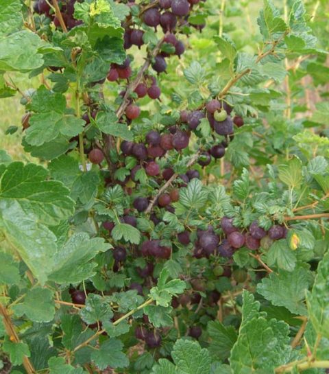 Black Velvet Gooseberry #1W