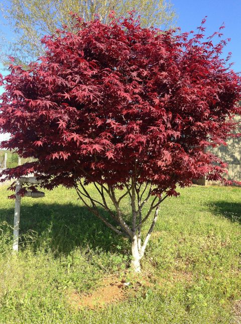 Bloodgood Japanese Maple #5H
