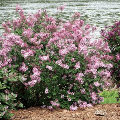 Bloomerang Pink Lilac #2W