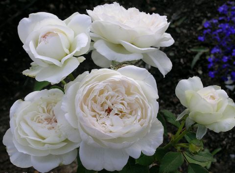 Bolero Floribunda Rose #2W