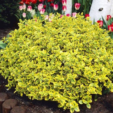 Canadale Gold Euonymus Standard