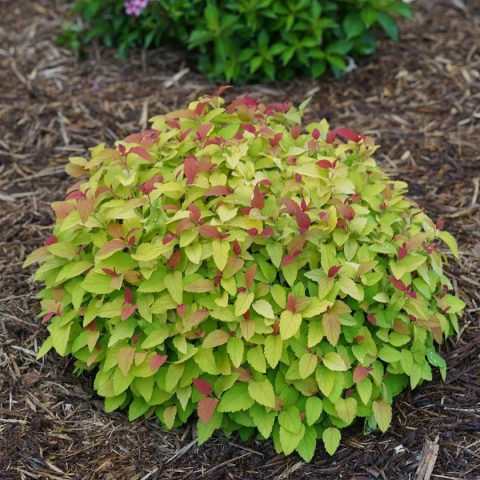 Candy Corn Spirea #2W