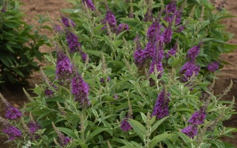 Chrysalis™ Blue Butterfly Bush