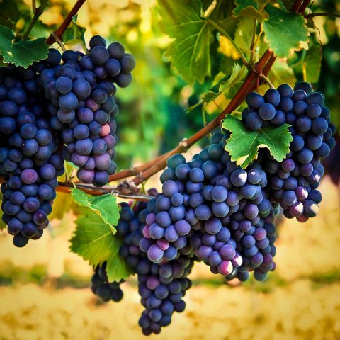 Concord Grape #1W