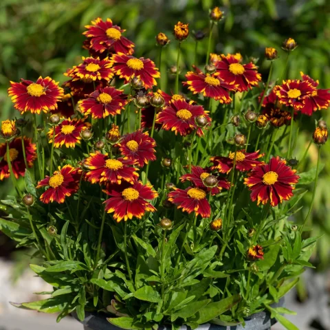 Coreopsis UpTick 'Red'