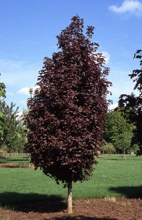 Crimson Sentry Maple #7