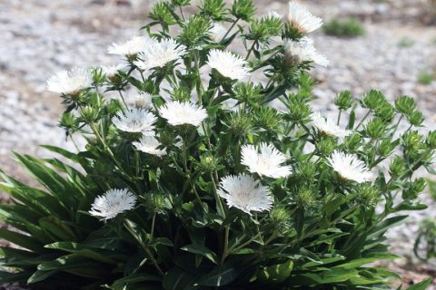 Divinity Stokes' Aster