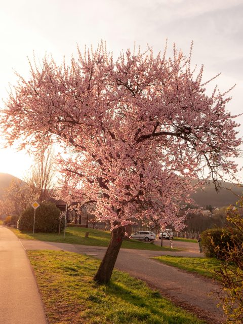 Double Flowering Almond 80cm