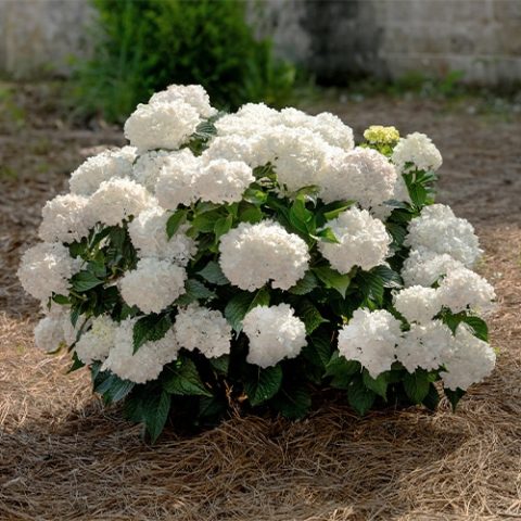 DreamCloud  Hydrangea
